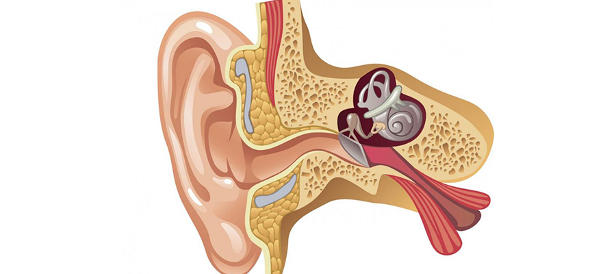 Tube d’oreille